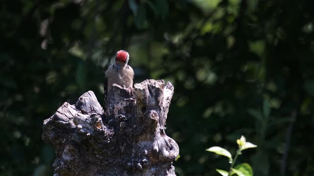 Woodpecker Bird