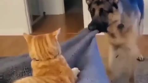 Cat and dog funny