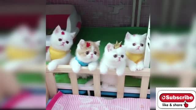 Baby cat- cute and funny videos compilation