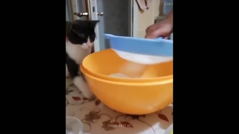 Funniest Cats 😹- Best Of The 2022 Funny Cat Videos 😂- Funny Cats HD