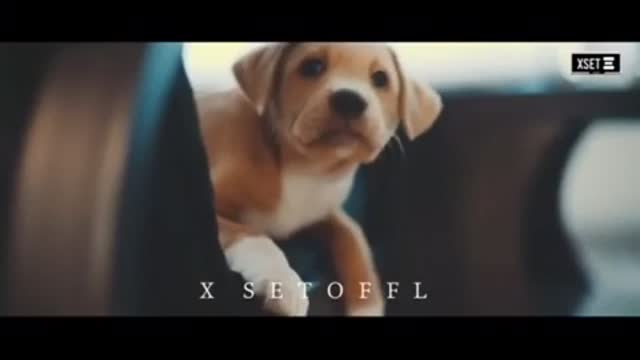 Cute dog status for whatsapp,facebook,instagram