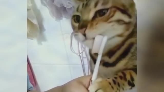 Aww So Cute Cats Best Funny Cat Videos&?