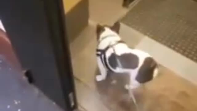 Lil Guy needs a doggo umbrella 😂
