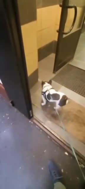 Lil Guy needs a doggo umbrella 😂