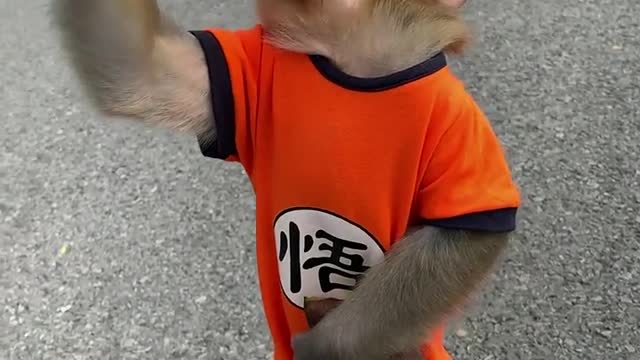 Safari Park