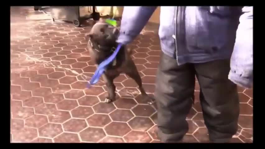 Instructions to Make Dog Become Fully Aggressive With Few Simple Tips