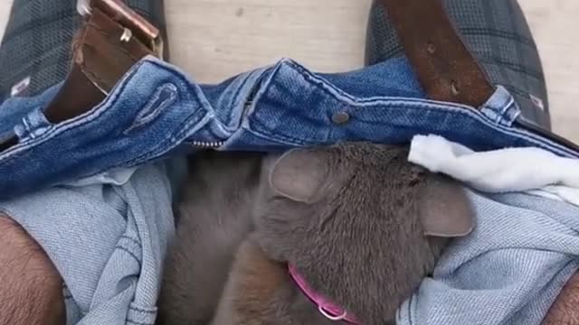 Cute Cat Hides in Pants on Toilet