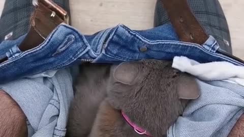 Cute Cat Hides in Pants on Toilet