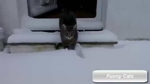 FUNNY CAT VIDEOS THAT WILL MAKE YOU LAUGH😂😂😂