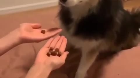 Cute dog got pranked😂 wait for it😂