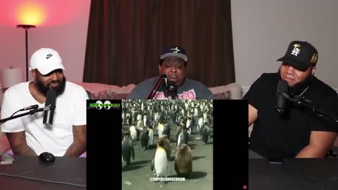 Hood Animals Funny Voiceovers