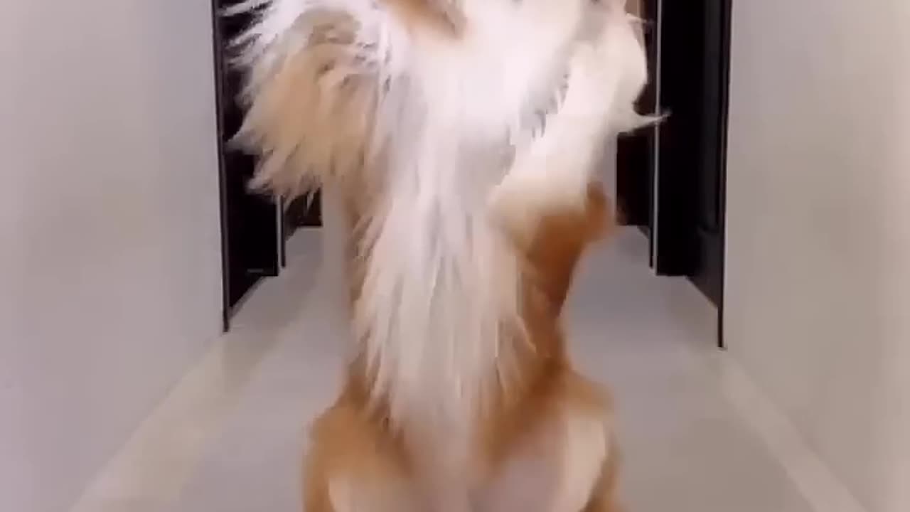 Dogs dance