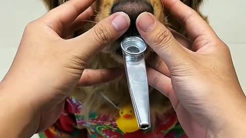This dog actually insulted me