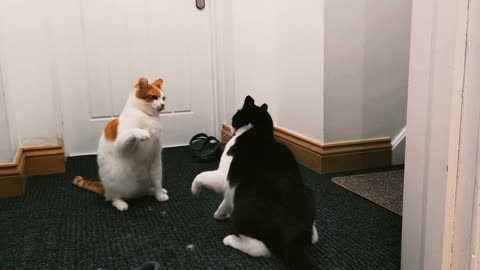 cats angry and fights to each others.