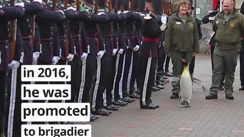 In Norway, this penguin was given the rank of Major General. Sir Nils Olaf III is considered