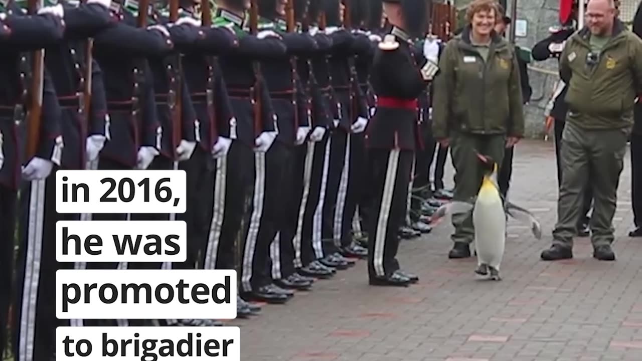 In Norway, this penguin was given the rank of Major General. Sir Nils Olaf III is considered