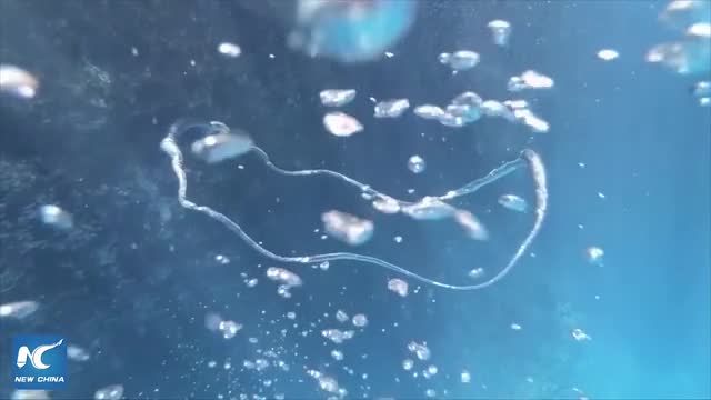 When two bubble rings collide in the ocean