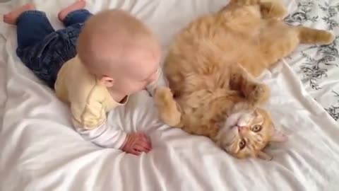 Ragdoll Cat and Cute Babies, Funny Videos. Feline