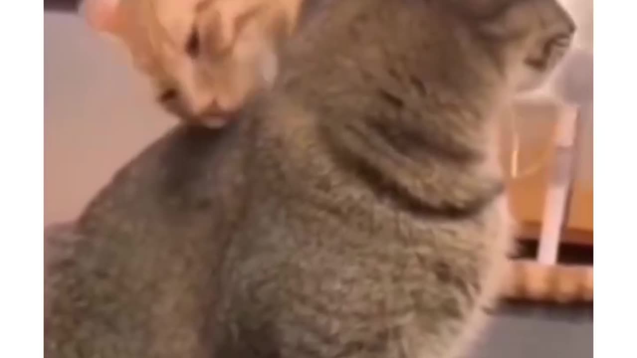 Orange cat letting his intrusive thoughts win