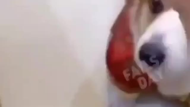 Corgi