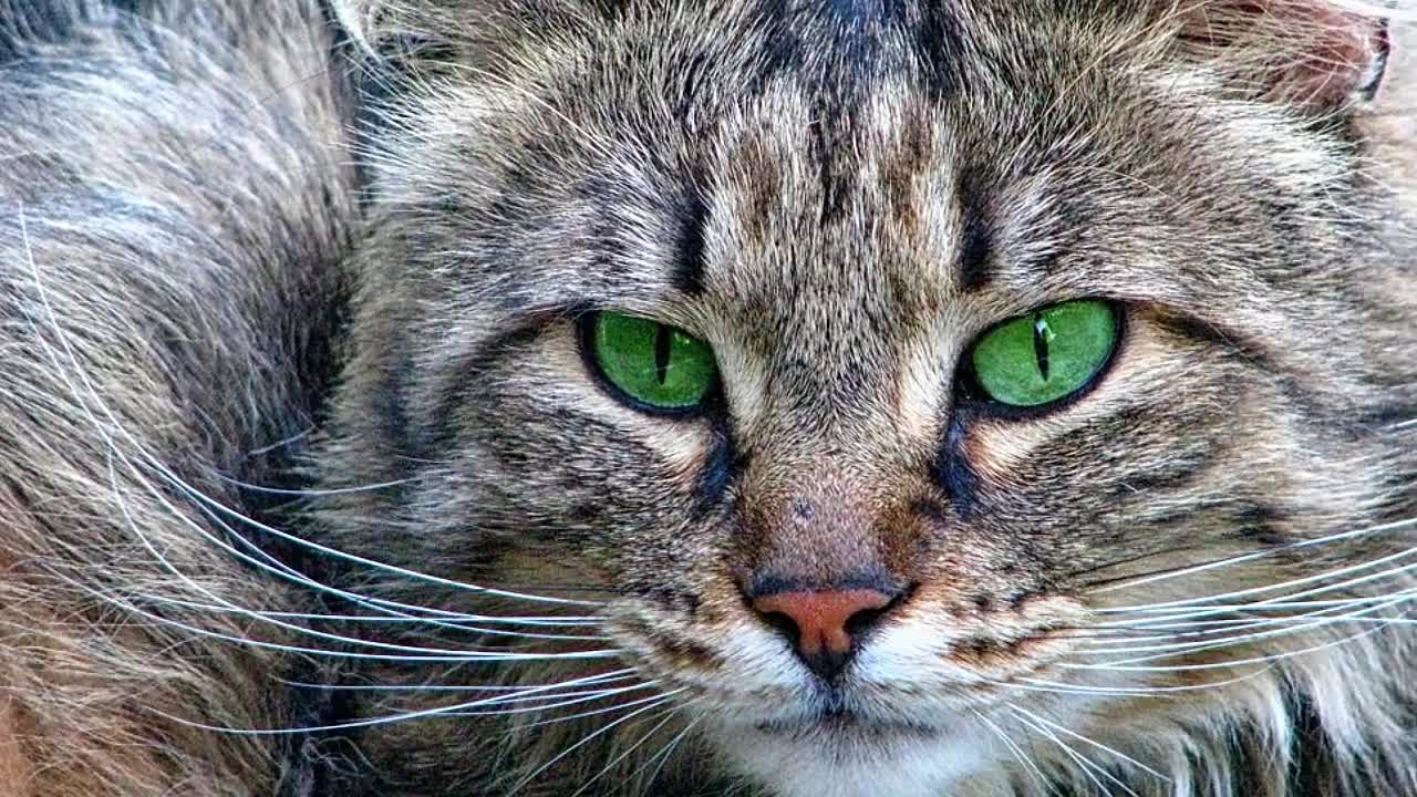 Maine Coon Cat, the giant.