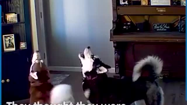 HUSKY HAVING AN ARGUMENT