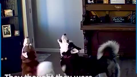 HUSKY HAVING AN ARGUMENT
