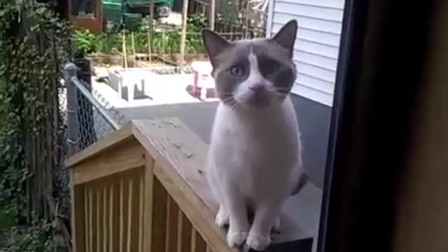 This cat tries to talk😄