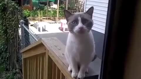 This cat tries to talk😄