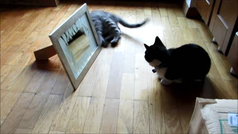 Gatitos no pueden comprender por qué no hay nadie detrás de un espejo