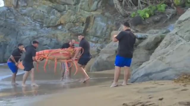 big lobster