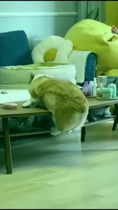 funny animals 😄 🤣 🤣🤣🤣🤣🤣