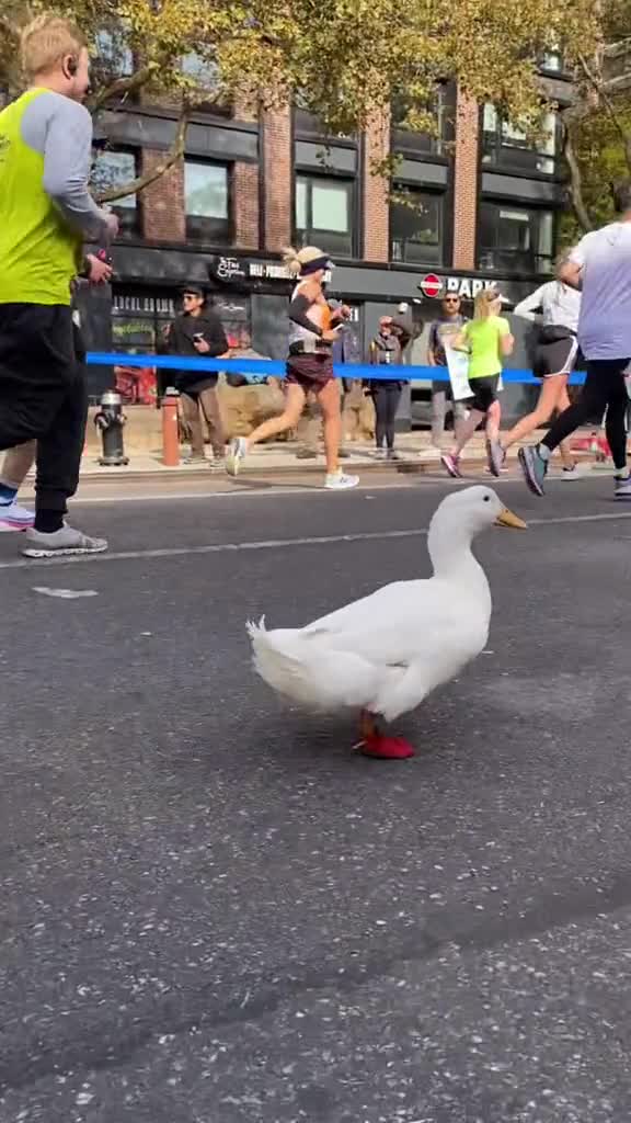Mark Rumble Running Running duck