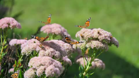 Butterflies Having Fun