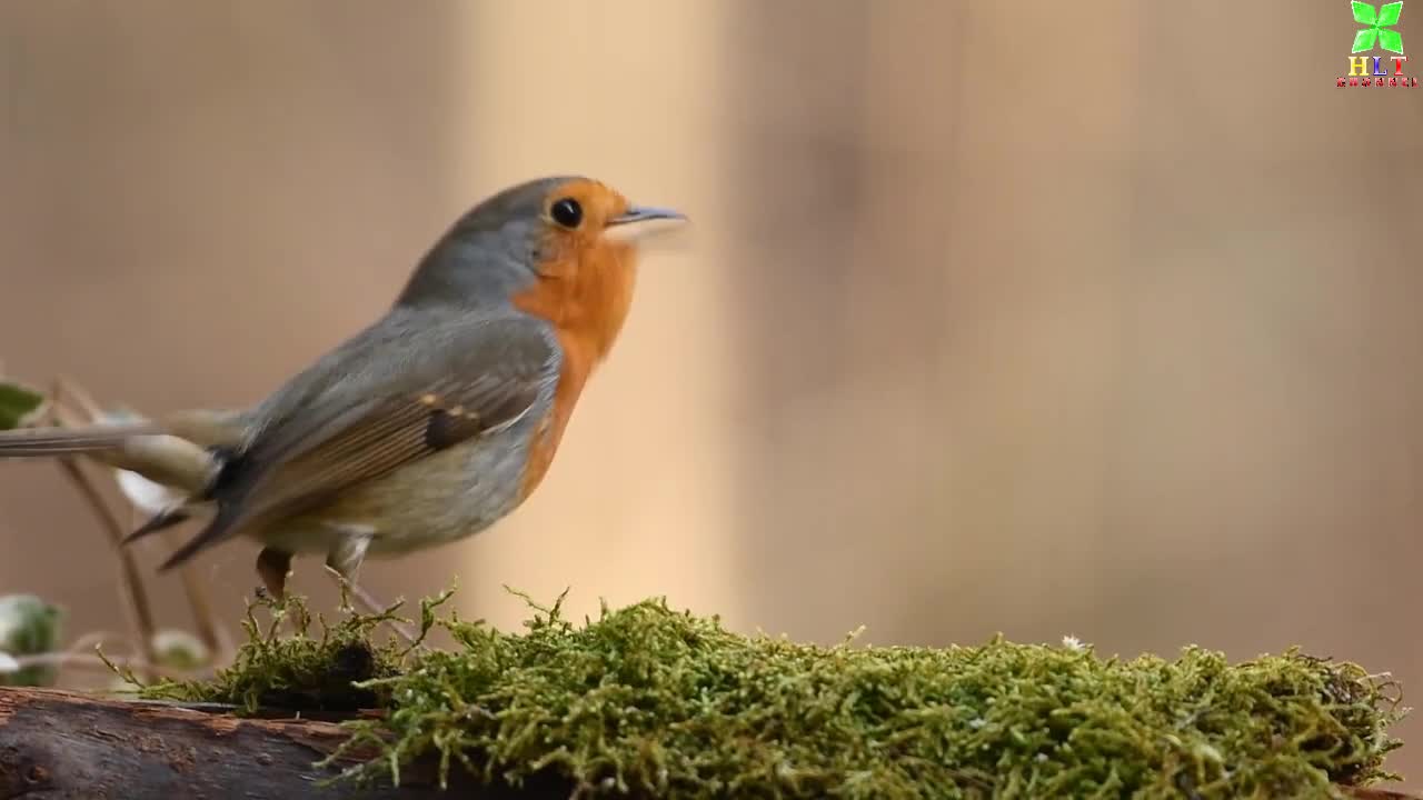 Bird 21723