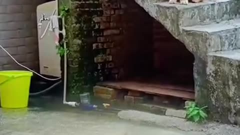 Funny animals