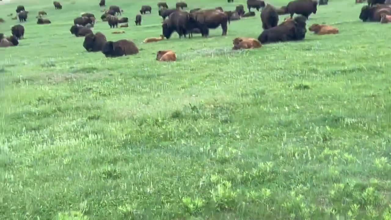 History of the Bison in Custer State Park South Dakota