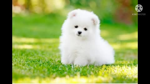 Cute funny puppy ever