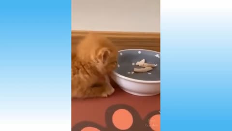 Try Not to Laugh - Puppies Edition #13