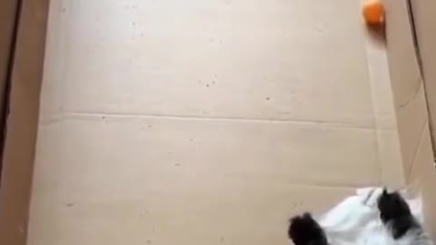 Funny Cat Plays with Ping Pong Ball the Lazy Way