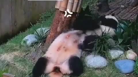 panda