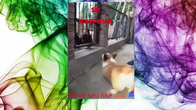 Chicken VS Dog Fight - Funny Dog Fight Videos