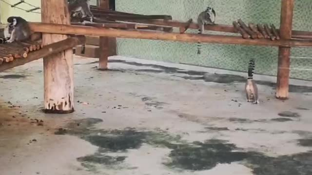 funny monkey
