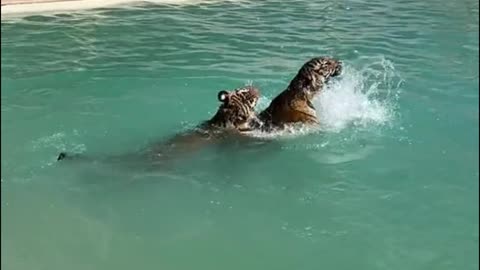 Two tigers are swimming