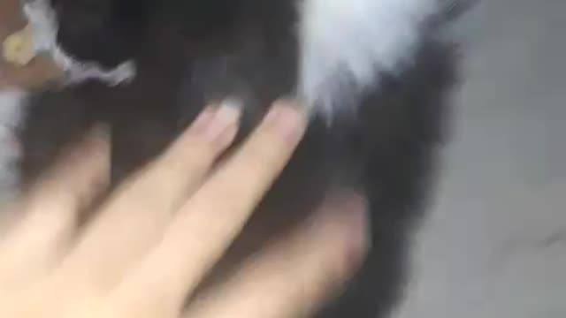 Pet. 😻😻😻
