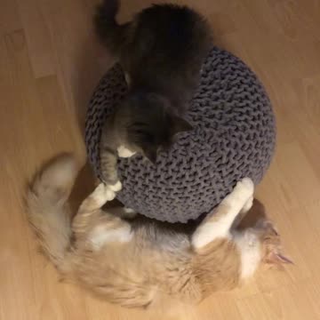 Funny Cats spinning and fighting
