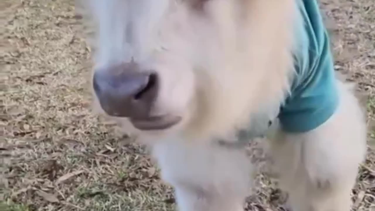 Cute Calf