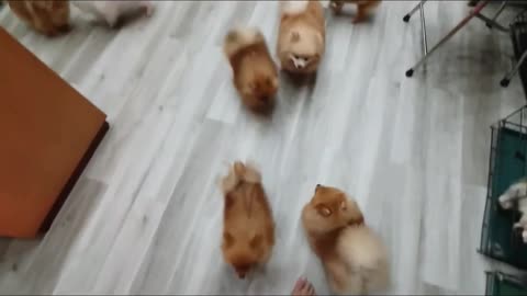 A Pomeranian pack of dogs is so cute