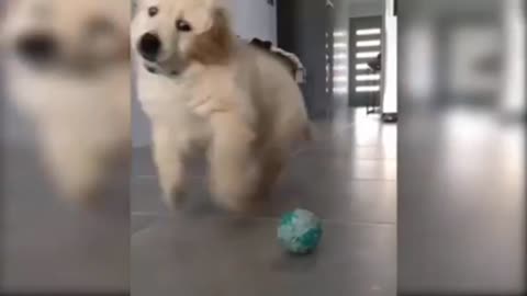 Best of the 2022 animal funny video cut the dog and cat funny video