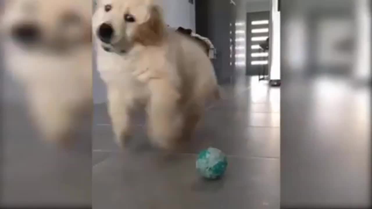 Best of the 2022 animal funny video cut the dog and cat funny video